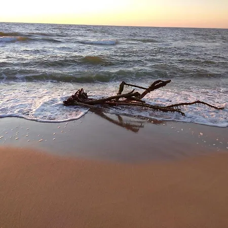 Rose 科沃布热格